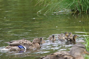 Kaczki ,rodzina kaczek ,kaczka z kaczętami ,ptactwo wodne ,dzikie ptaki © LBanacki