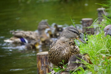 Kaczka ,kaczka dorosła ,kaczka nad wodą ,kaczki © LBanacki