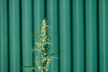 Cannabis herb, seeds, cannabis, benefit or harm. Application in medicine, in the food industry. Smuggling, drug business, permits to grow concept.