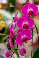Orquídea Lilas