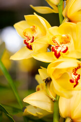 Fototapeta na wymiar Orquídea Amarela