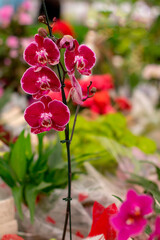 Orqu&iacute;dea Vermelha