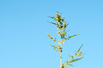 Cannabis herb, seeds, cannabis, benefit or harm. Application in medicine, in the food industry. Smuggling, drug business, permits to grow concept.