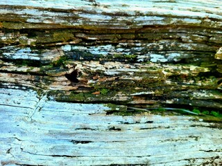 old wood texture
