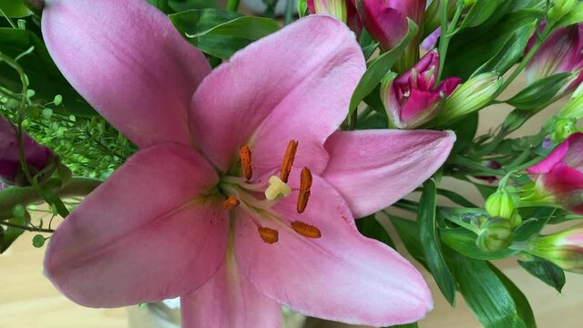 Brindisi Lily in full bloom with details of the stigma style stamens filament and tepal