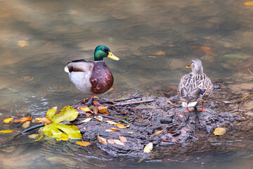 Duck and duck on the pond