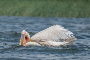 Great white pelican taking its lunch