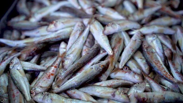 Red mullet fishes at market