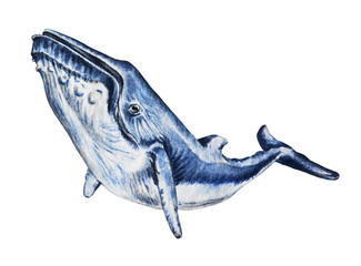 Watercolor illustration humpback blue whale isolated on white background. Underwater animal. Hand drawn. Template. © Mewlish art