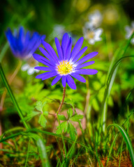Obraz premium Windflower in the garden