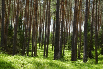 Las ,drzewa ,zielony las ,las w pogodny dzień