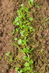 Parsley grows in the garden in the summer in the greenhouse