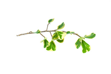 Leaves of Mistletoe Fig