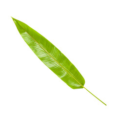 Leaf of Heliconia Tree