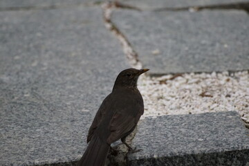 Obraz premium Ptak kos ,samica kosa ,ptak