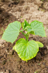 Cucumber seedlings grow in the garden in the summer in the greenhouse