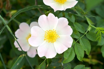 Obraz premium pink and white flower in the summer