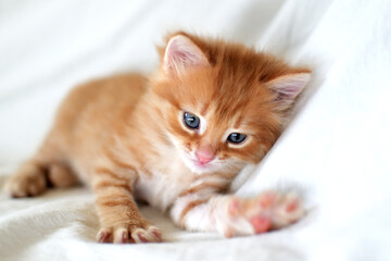 Beautiful bright red kitten on a white background plays. Young cute little red kitty. Long haired ginger kitten play at home. Cute funny home pets. Domestic animal and Young kittens
