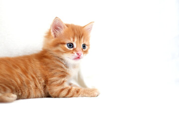 Beautiful bright red kitten on a white background plays. Young cute little red kitty. Long haired ginger kitten play at home. Cute funny home pets. Domestic animal and Young kittens