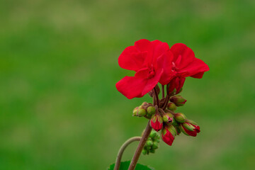 geranium in the garden