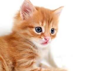 close-up Beautiful bright ginger kitten on a white background plays. Young cute little red kitty. Long haired ginger kitten play at home. Cute funny home pets. space for text
