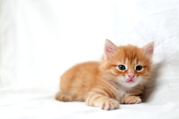 A beautiful bright red kitten on a white background looks to the side. Young cute little red kitty. Long haired ginger kitten play at home. Cute funny home pets. space for text