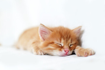 Fototapeta na wymiar sleeping sweetly Beautiful bright red kitten on a white background. Young cute little red kitty. Long haired ginger kitten play at home. Cute funny home pets. space for text