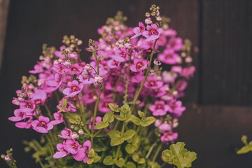 Obraz premium Diascia barberae, called twinspur along with other members of its genus, is a species of flowering plant in the family Scrophulariaceae.