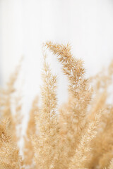Pampas grass on a white light background. Delicate still life of dried flowers of Pampas grass...