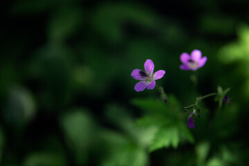 Small purple flowers in the forest. Close-up. Selective focus.