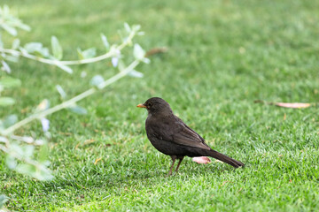 blackbird posing in the grass