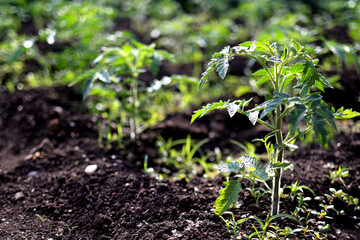 tomato plant in the garden in the early morning. planting tomato seedlings in the ground. The concept of conservation of nature and agriculture.