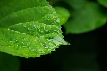 green leaves of a tree plant with rain drops. dark deep shadows.