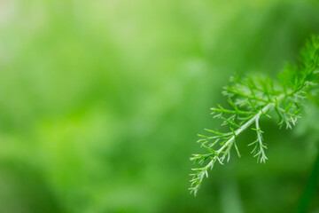 green background with a branch of a plant and a place for text and inscriptions. basis for creativity