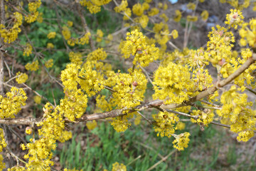 In nature, cornel is real (Cornus mas) blooms