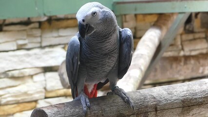 African grey parrot is waiting for food on just left away