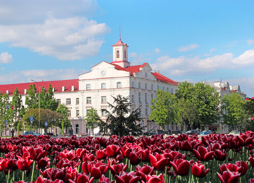 Beautiful spring tulips on flower bed in city in bright day. Flowerbed