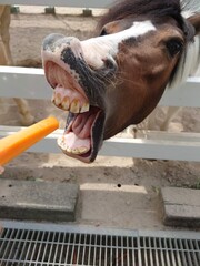 person eating a fish