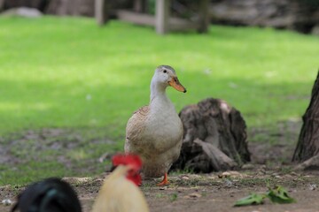 White duck in a clearing on a farm