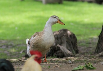 White duck in a clearing on a farm