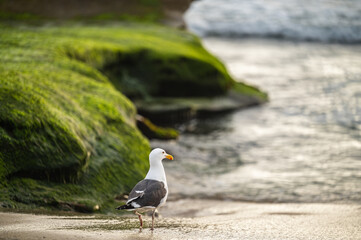 Seagull Standing in the sand at La Jolla Cove, California, Located in San Diego County.	