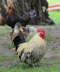 Domestic chickens in the poultry yard