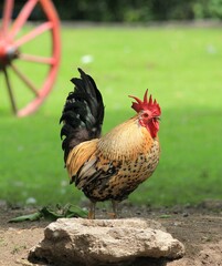 Domestic chickens in the poultry yard