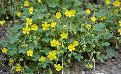 In nature grows potentilla