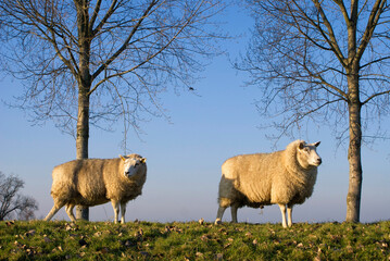 Sheep standing on a dike with trees near Dordrecht