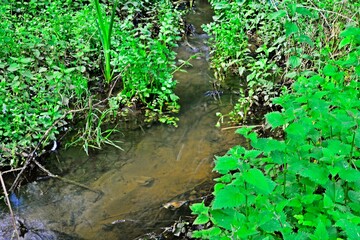 Stream in Baas Hill Common