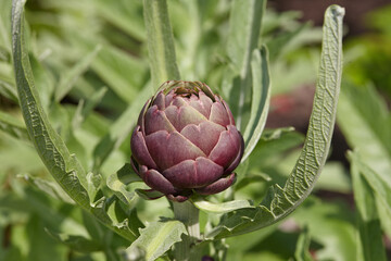 Purple artichoke growing in a field