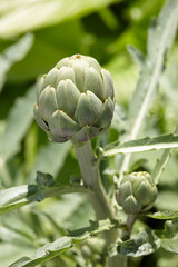 Fototapeta premium Green artichoke growing in a field