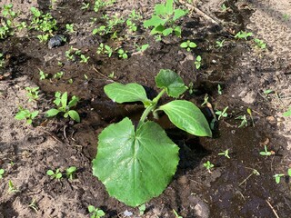 Cucumber seedlings in the ground. Close-up