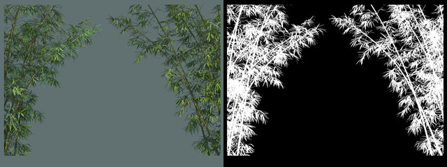 various types of bamboo
